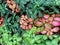 Multi-colored variegated leaves with streaks of Fittonia green, white, pink color