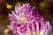 Multi - colored (white-yellow-violet-rose) cactus dahlia close up in the October Morning.on the side.2020