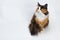 Multi-colored young cat on a white background, studio lighting