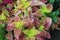 Multi coloured Coleus pink and yellow green