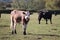 Multi coloured cows feeding on hay and messing up the muddy farm field