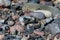 Multi coloured pebbles on a beach