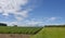 Multi crop Farming in the Angus Hills, with Potato and Wheat being grown side by side.