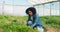 Multi-ethnic farmer crouches digging in greenhouse tunnels, organic herbs