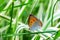 Multi-eyed unpaired butterfly Lycaena dispar on the green and white falaris grass in the garden on a summer day after rain