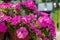 Multi-flowered garden petunia with pink flowers