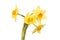 Multi headed narcissus flower