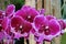 Multi-Hued Pink Phalaenopsis Orchid Flowers