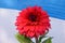 Multi layer petals Red Aster. Aster is a genus of perennial in the family Asteraceae. A sun loving plant Blooms in winter spring