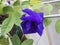 Multi petal butterfly pea flower