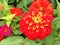 Multi petal Zinnia with Golden edge