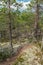 Multi texture colorful pine forest on a rocky island on Ladoga lake in Karelia shot from a high point