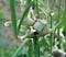 Multi-tiered onion Allium proliferum with air bulbs