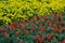 Multi vibrant colors flowerbed with different kinds of flower