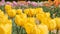 Multi yellow coloured tulips on nature background, serenity