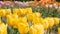 Multi yellow coloured tulips on nature background, serenity