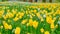 Multi yellow coloured tulips on nature background, serenity. Slider shot. Close up