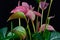 Multicolor anthurium flamingo flower