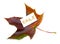 Multicolor autumn maple-leaf with white empty price card