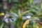 A multicolor beautiful dragonfly sitting on a pomegranate tree branch