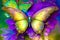 Multicolor butterfly on a colorful background