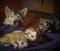 Multicolor cat newborn puppies Husky sleeping on a bed under the care of their mothers.