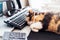 Multicolor cat sleeping on keyboard at home-based office with IT equipment. Work place with few screens and mouse. Work at home