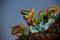 Multicolor Ceramic Dragons With Blue Sky Background