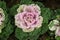 Multicolor decorative cabbage in blossom - Fresh cabbage growing in the garden.