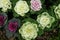 Multicolor decorative cabbage in blossom - Fresh cabbage growing in the garden.