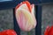 Multicolor Fancy Tulip, Close up