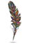 Multicolor feather, isolate. With white background