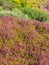 Multicolor field of heather