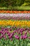 Multicolor field tulips