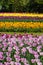 Multicolor field tulips