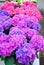 Multicolor flower bud of hydrangea  on the flower show