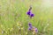 Multicolor flower meadow with purple and yellow, beautiful grass wild flower field, Utricularia delphinioides