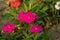 Multicolor flower Plants Sweet William is an irresistible colorful