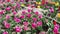 Multicolor flowerbed of tulips