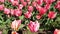 Multicolor flowerbed of tulips spring flowers