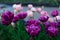 Multicolor flowerbed of tulips spring flowers.