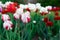 Multicolor flowerbed of tulips spring flowers.