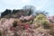 Multicolor flowering trees covering the hillside, Hanamiyama Park, Fukushima, Tohoku, Japan.