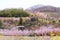 Multicolor flowering trees covering the hillside,Hanamiyama Park,Fukushima,Tohoku,Japan.