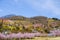 Multicolor flowering trees covering the hillside,Hanamiyama Park,Fukushima,Tohoku,Japan.