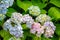 Multicolor flowers of blooming hortensia Hydrangea macrophylla in garden.