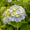 Multicolor flowers of blooming hortensia Hydrangea macrophylla in garden.