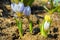 Multicolor flowers in the forest. Multicolor spring flowers in the forest more often