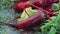 Multicolor fresh vegetables carrots and beets on green grass during a heavy shower rain with a breeze. Shallow depth of the field