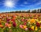 The multicolor garden buttercups